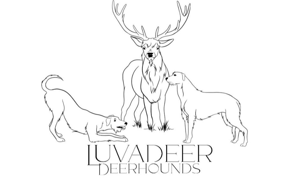 Luvadeer Deerhounds