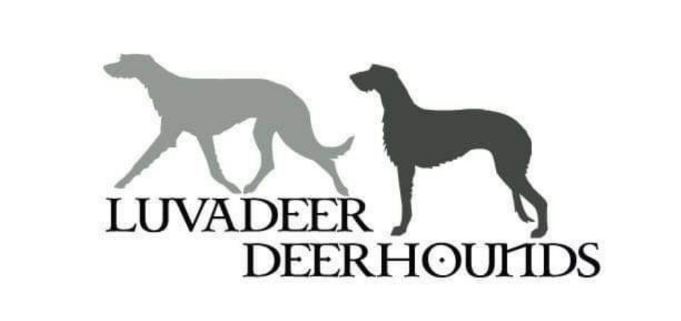 Luvadeer Deerhounds