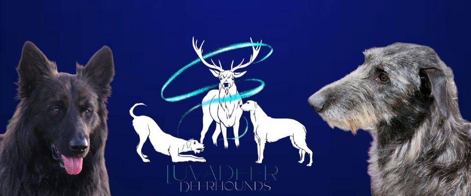 Luvadeer Deerhounds